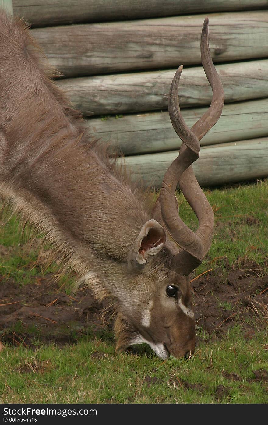 Headshot of a greater kudu antelope (Tragelaphus strepsiceros) while eating grass.