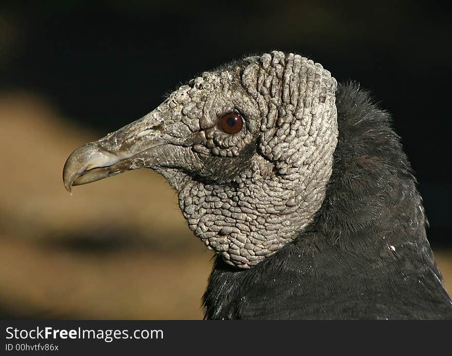 Portrait of a black vulture (Coragyps atratus)