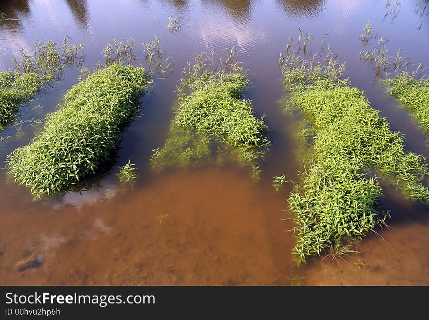 Water plants in sunny day