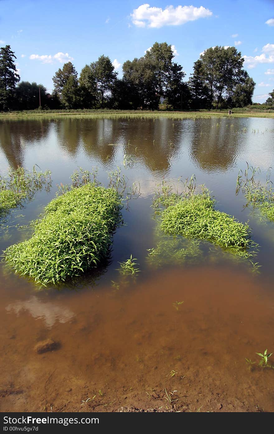 Water plants in pond-side and trees. Water plants in pond-side and trees