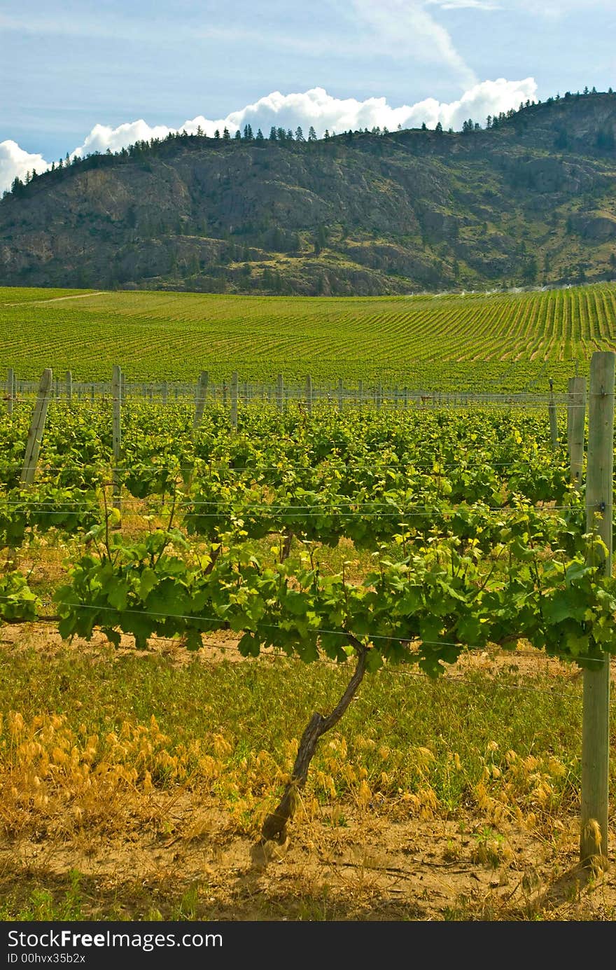 Rows of grape vines in early spring before the bloom with hill in backgroun. Rows of grape vines in early spring before the bloom with hill in backgroun