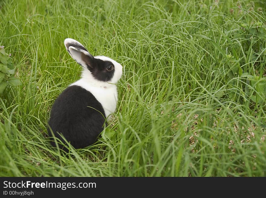 Black and white rabbit in green grass. Black and white rabbit in green grass