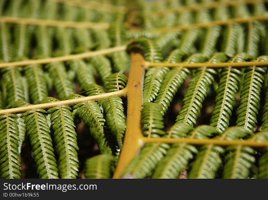 Fern leaf close up in New Zealand