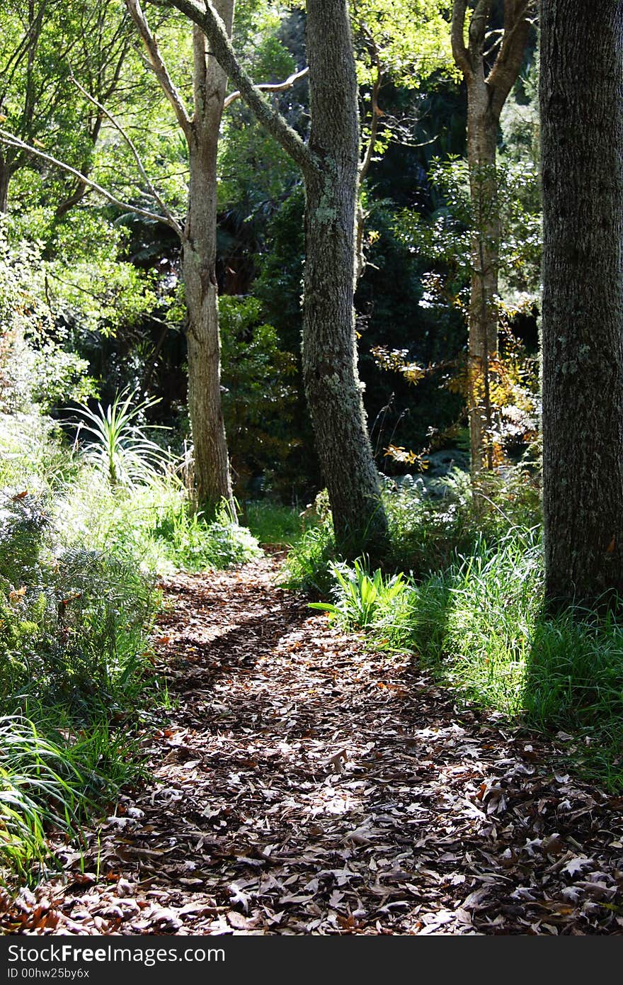 Leafy walkway in forest, New Zealand