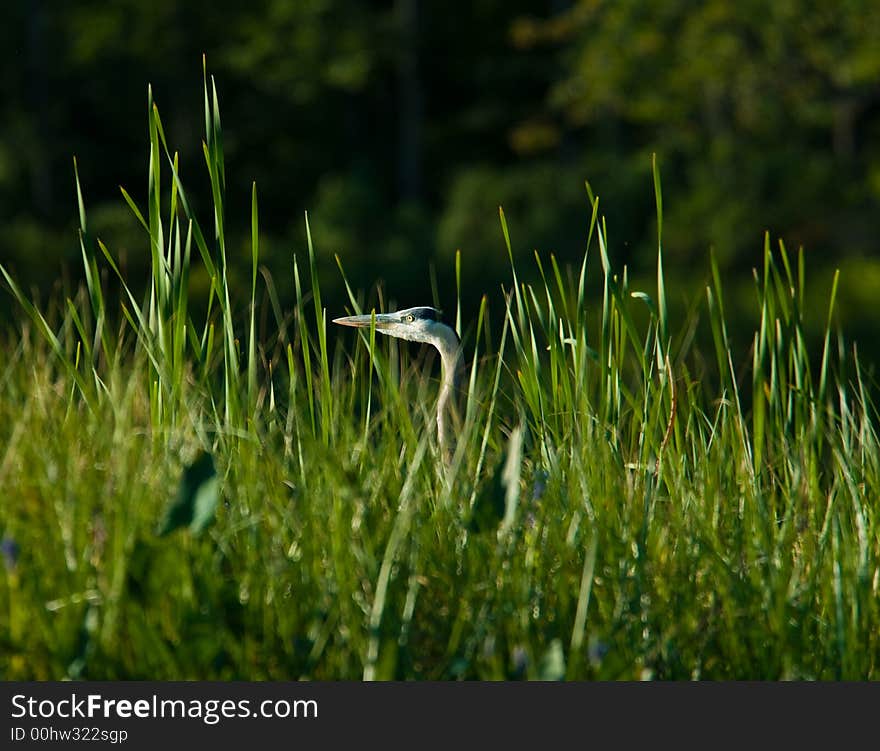 A heron in some tall grass fishing. A heron in some tall grass fishing