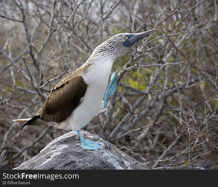 A Galapagos boobie standing on one foot. A Galapagos boobie standing on one foot