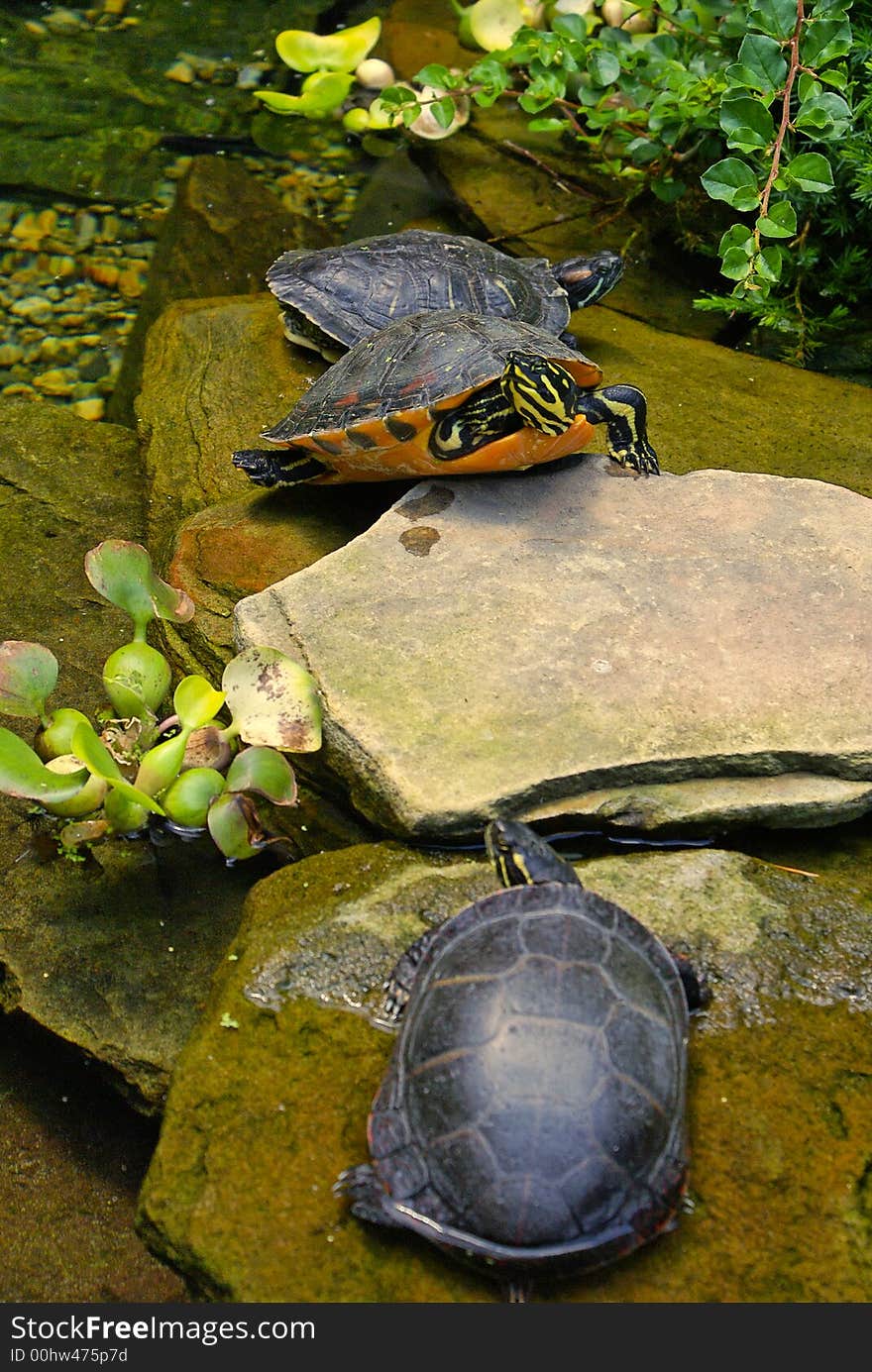 Three turtles