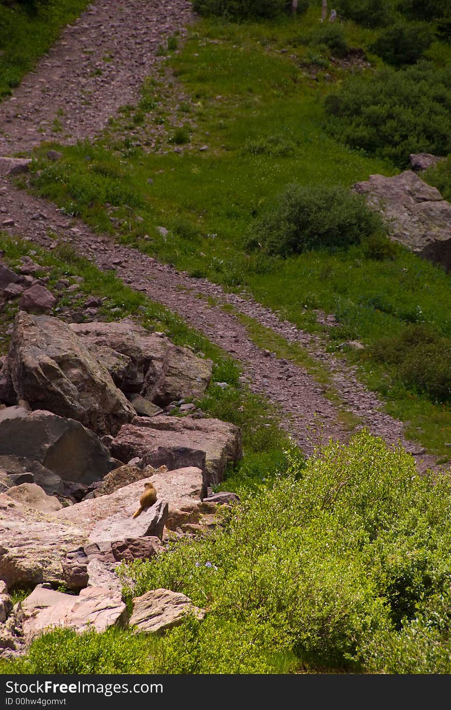 Marmot on rock near trail