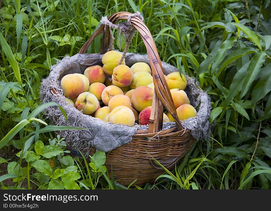 A basket of freshly picked peaches in China. A basket of freshly picked peaches in China