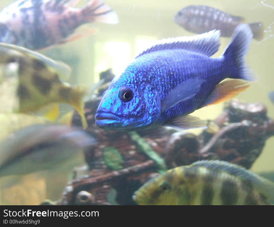 Close Face of a blue Cichlid. Close Face of a blue Cichlid