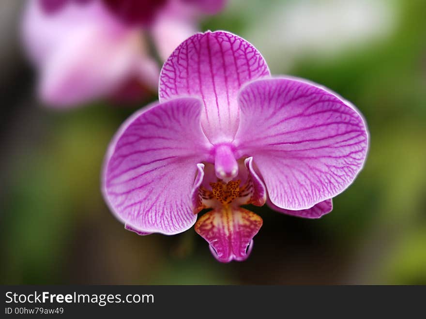 Butterfly orchids