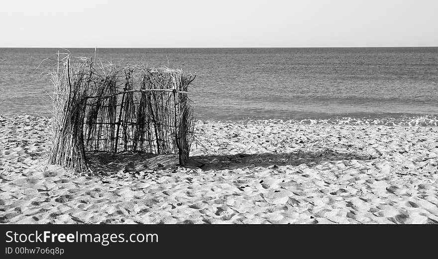 Cane on the  seashore