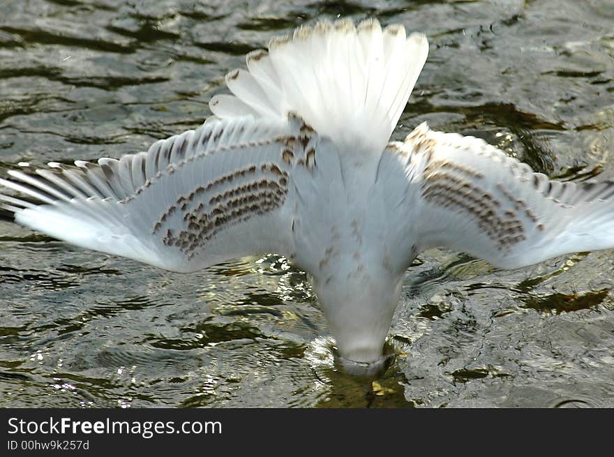 A seagull dives into the water headfirst. A seagull dives into the water headfirst.