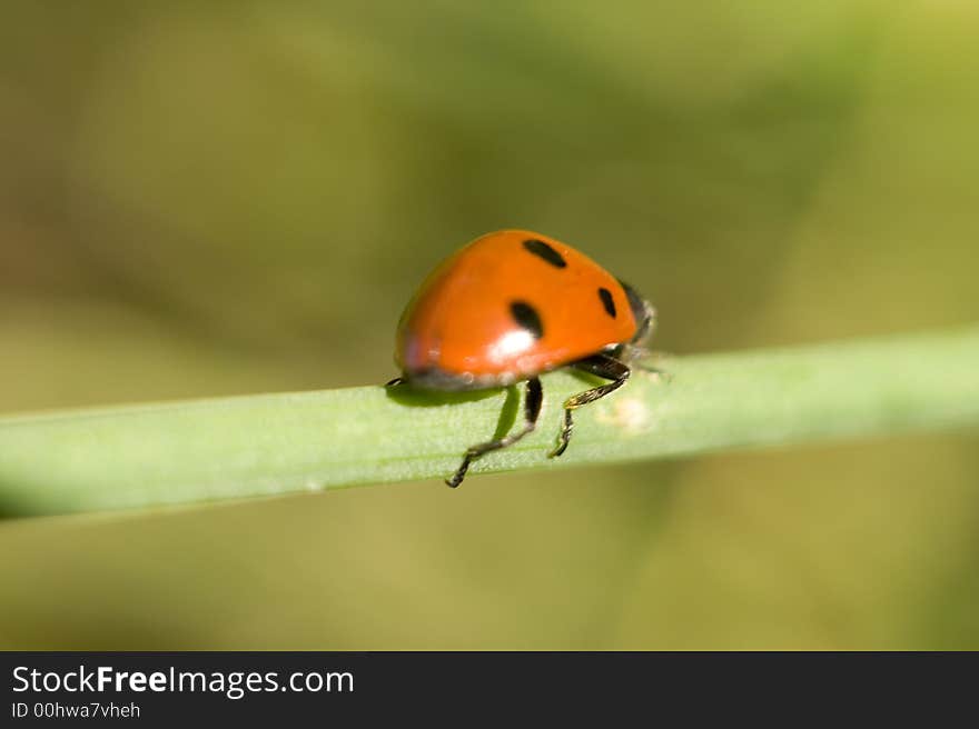 Ladybug sitting on a green grass