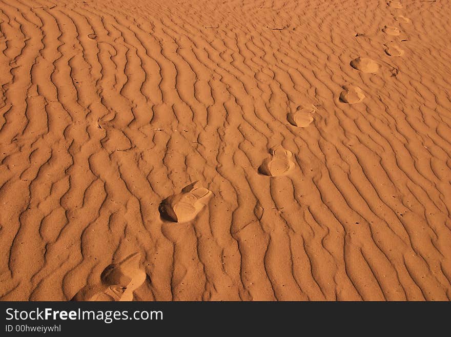 Israel , dune , spring, sand , 2006. Israel , dune , spring, sand , 2006