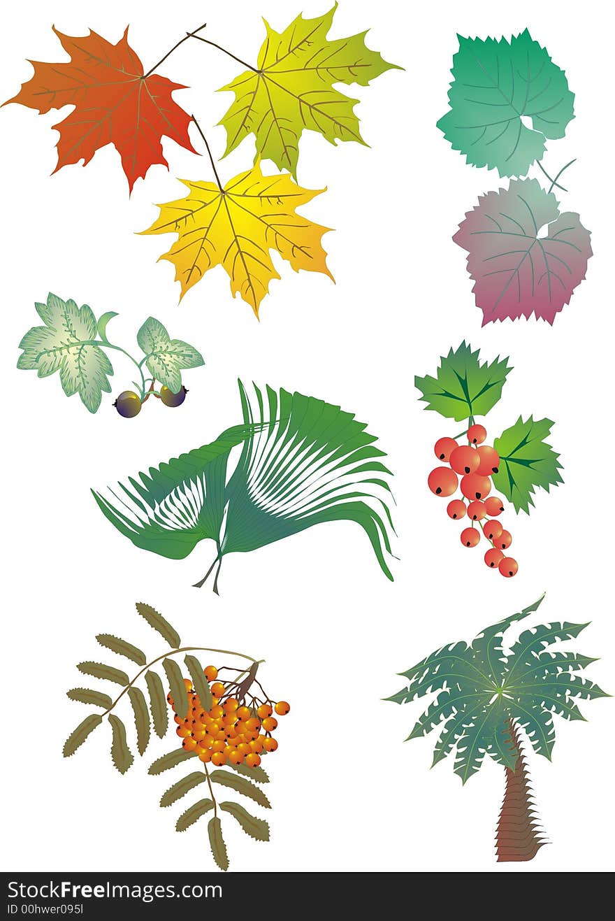 Illustration with collection of different foliage. Illustration with collection of different foliage