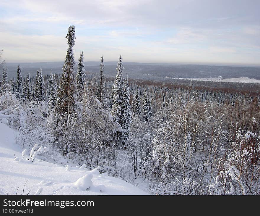 There's a view on great free space covered with firs to horizon. There's a view on great free space covered with firs to horizon.