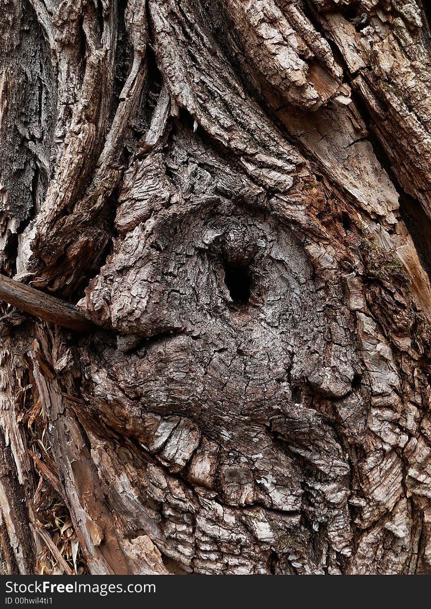 A close up of the rough and chapped bark of the huge tree. Russian Far East, Primorye. A close up of the rough and chapped bark of the huge tree. Russian Far East, Primorye.