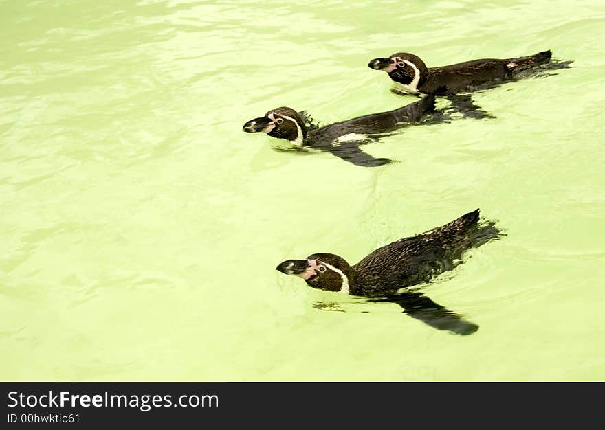 Swimming Penguins