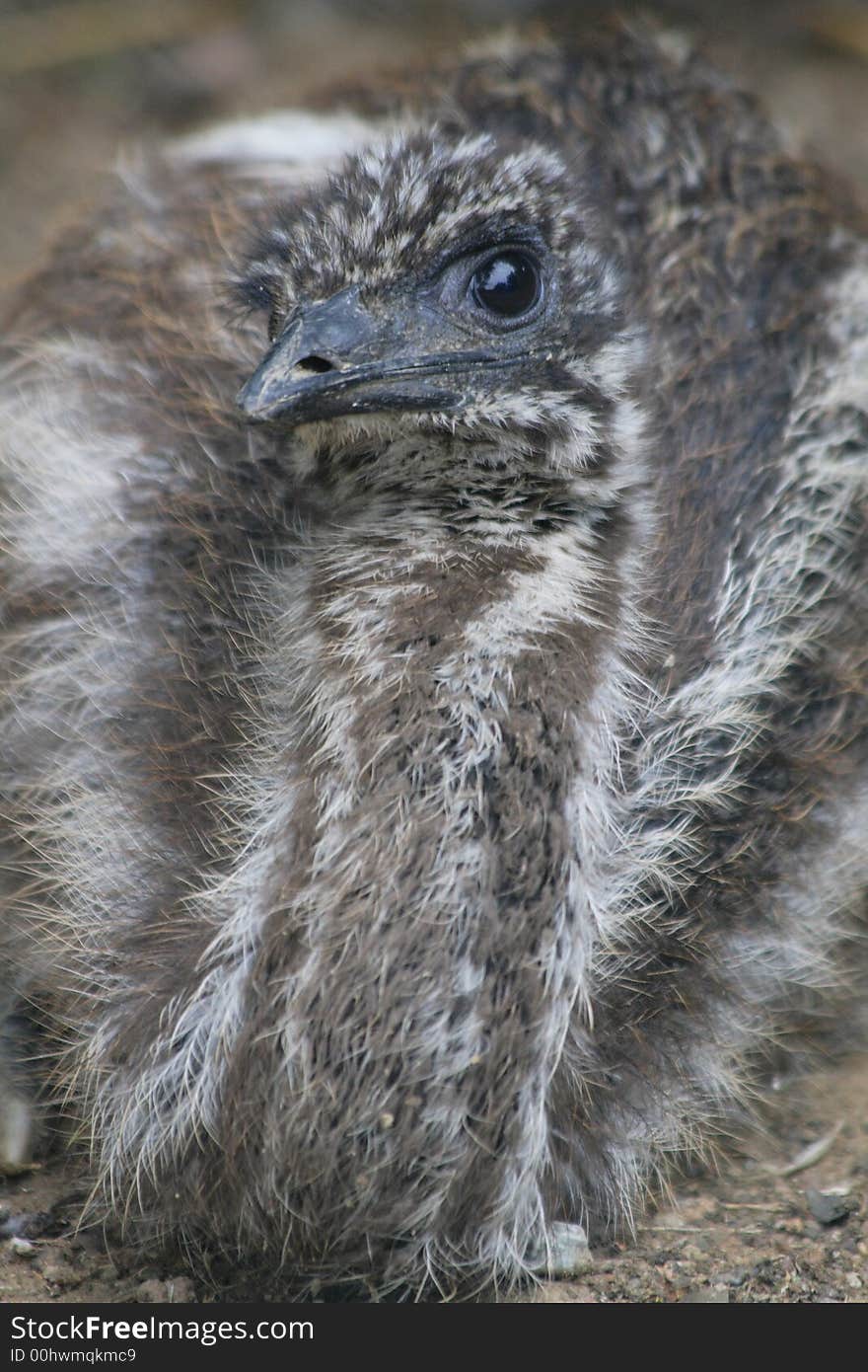 Emu Dromaius Novaehollandiae