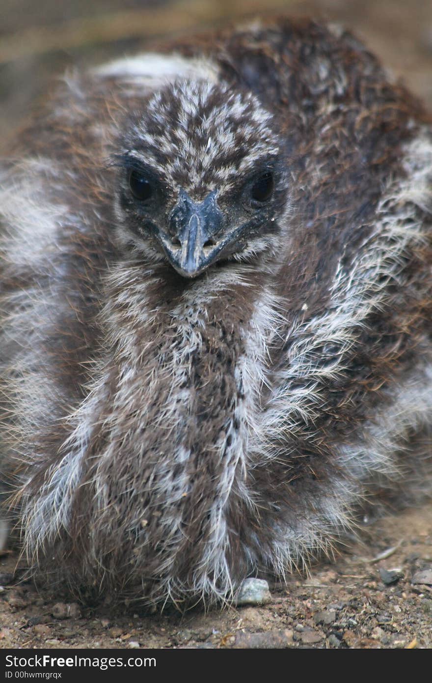 Emu Dromaius Novaehollandiae