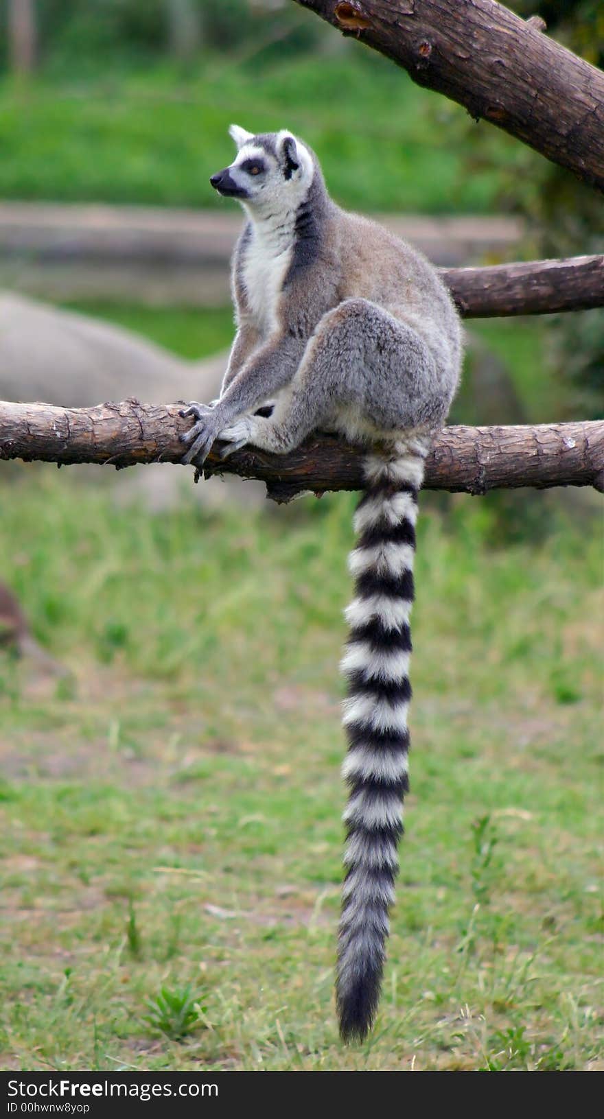 A ring-tailed lemur (lemur catta) sitting on a tree branch.