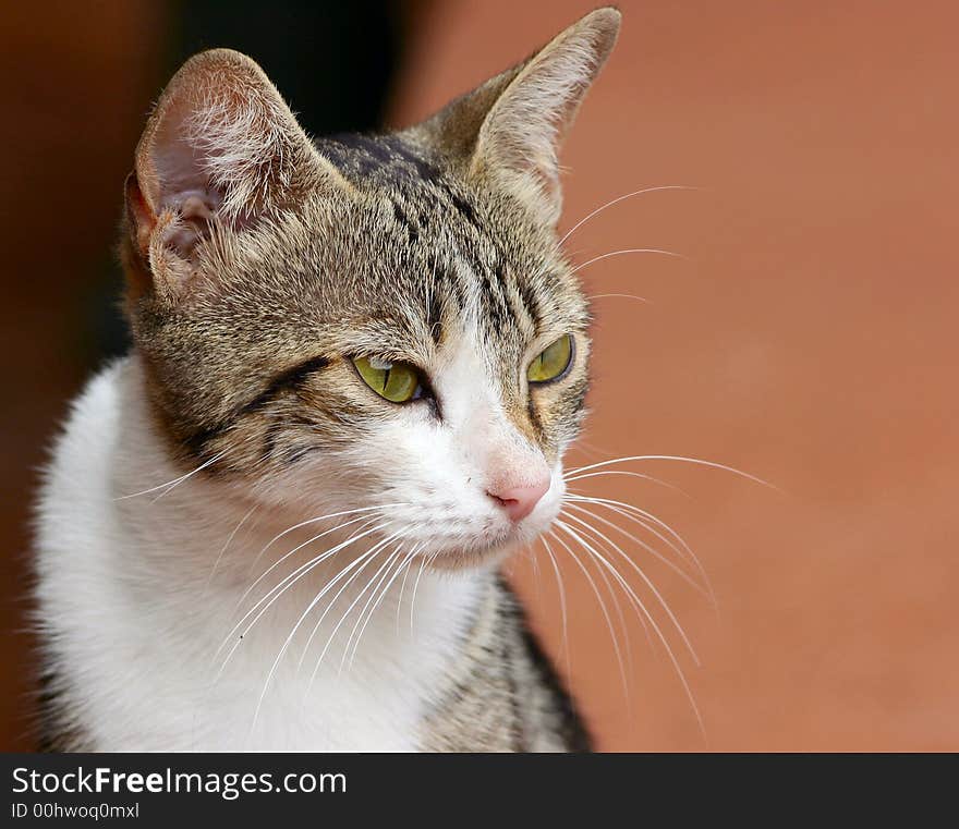 Portrait of a street cat