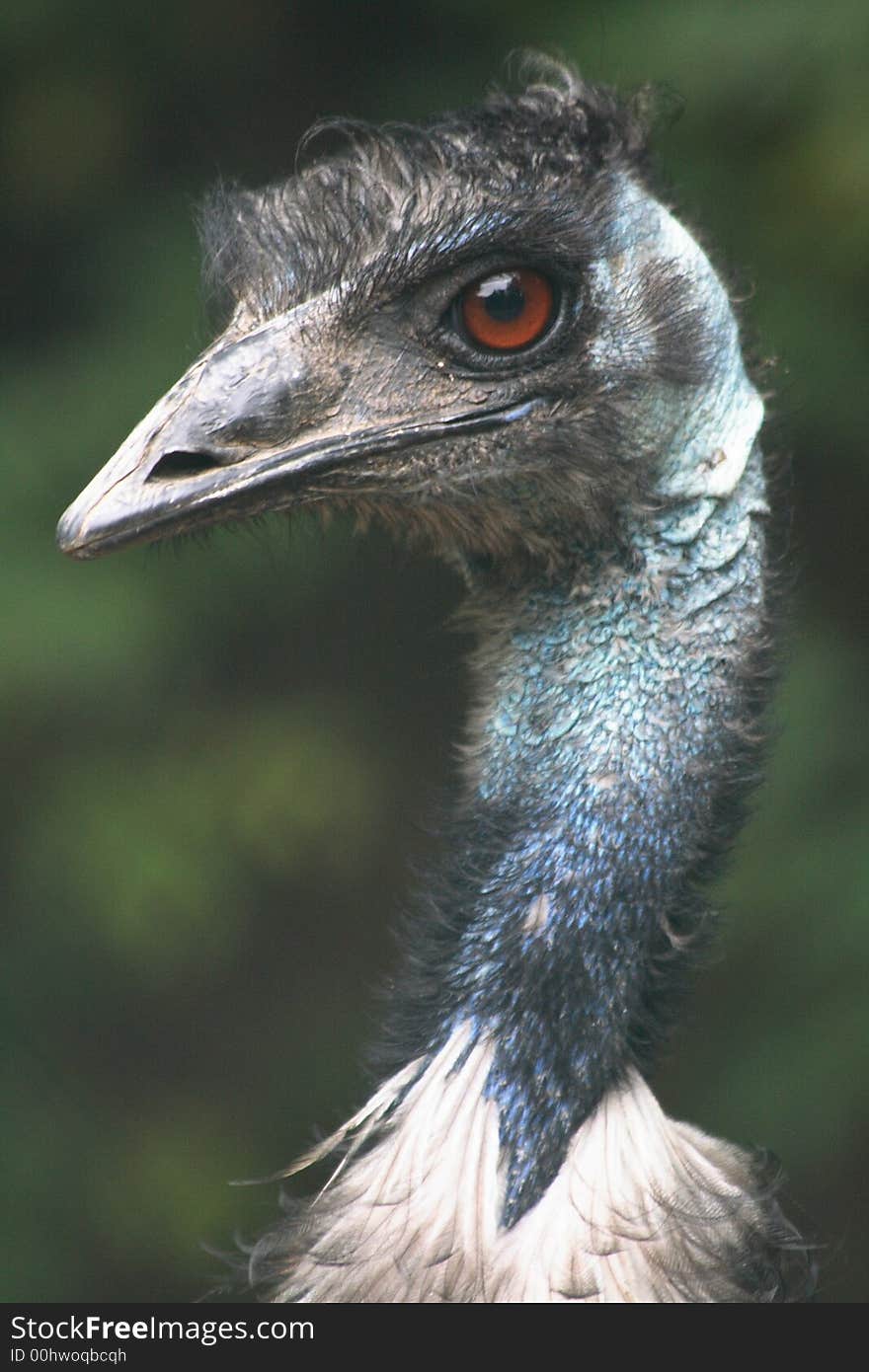 Emu Dromaius Novaehollandiae