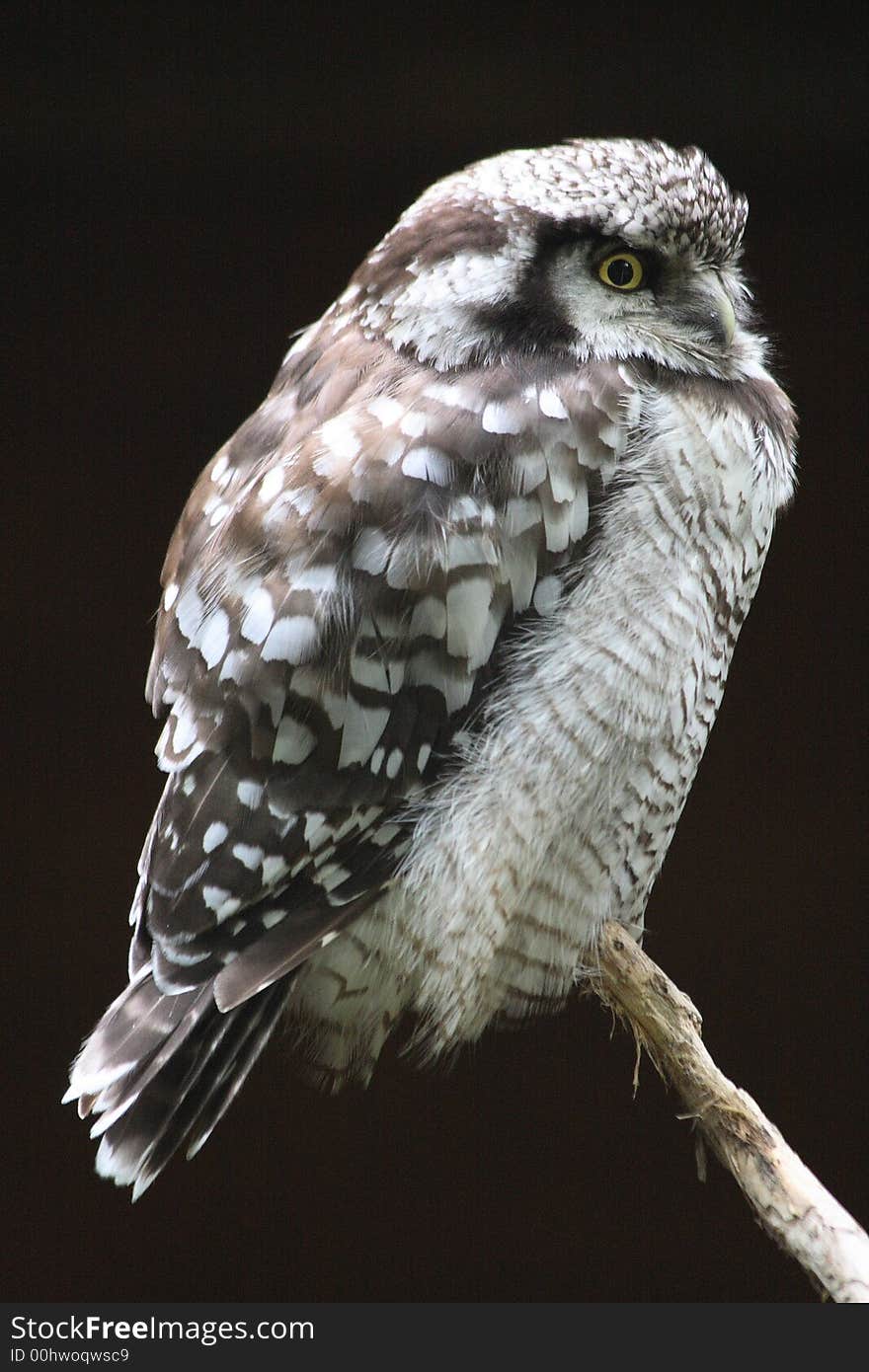 A owl bird is sitting on a branch