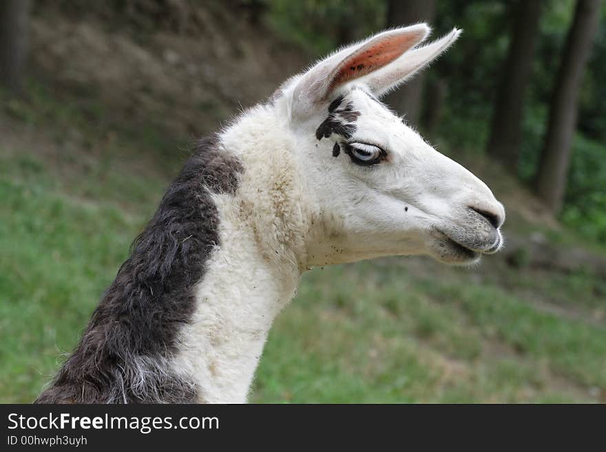 Llama