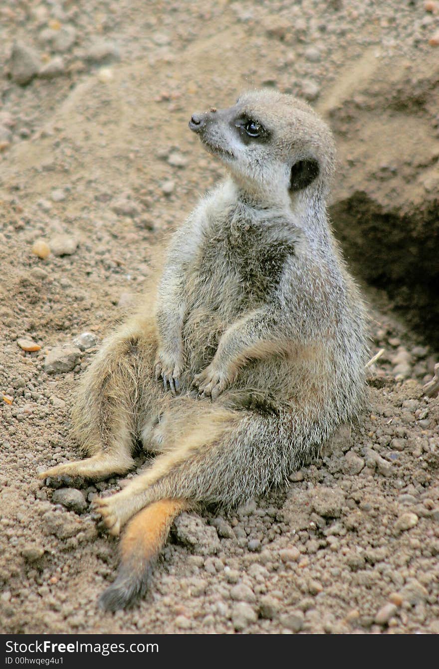 A suricate (also known as meerkat) sitting. A suricate (also known as meerkat) sitting.