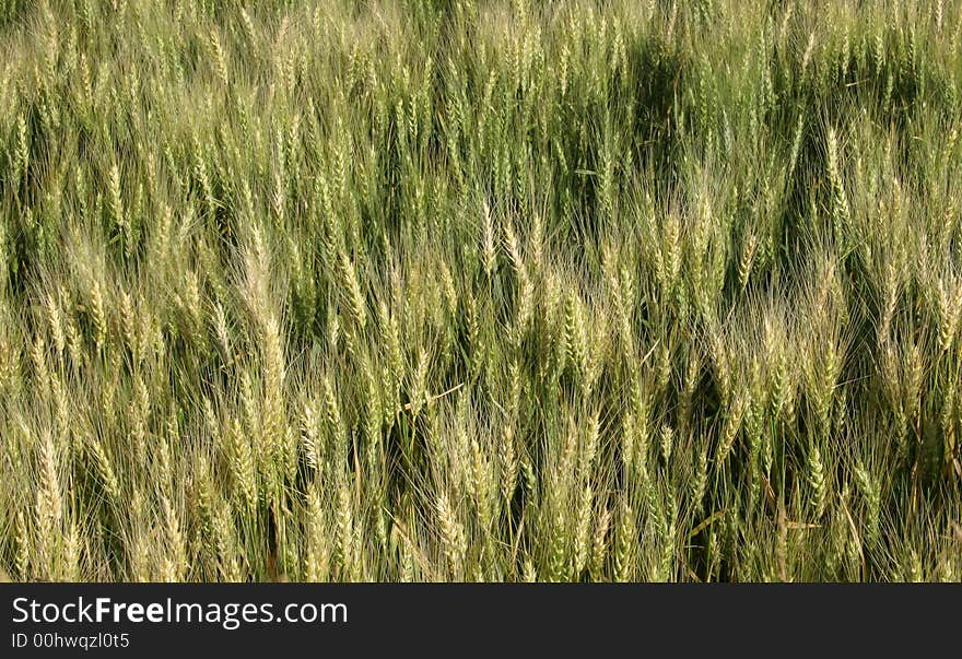 Wheat field