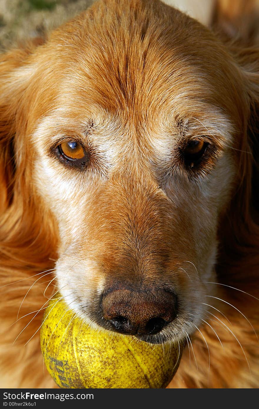 Golden Retriever with Ball