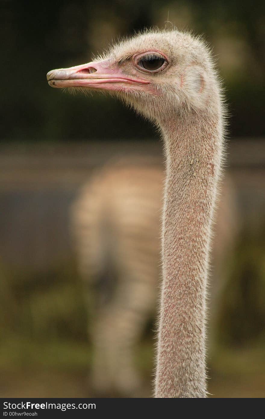 Ostrich