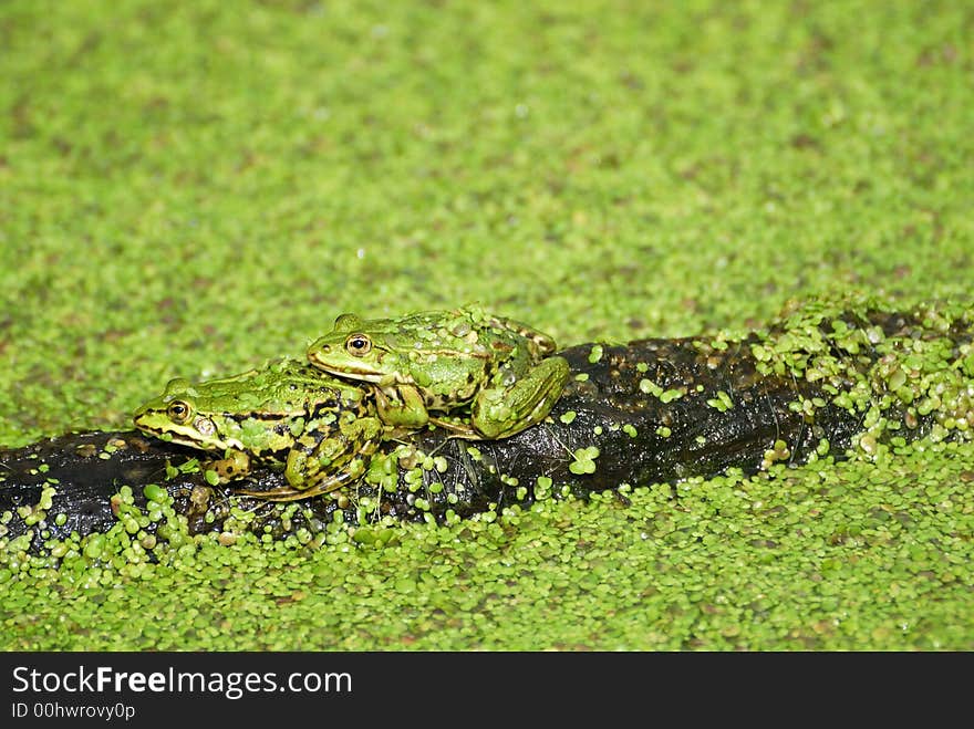 Water frog is sitting on a stick. Water frog is sitting on a stick