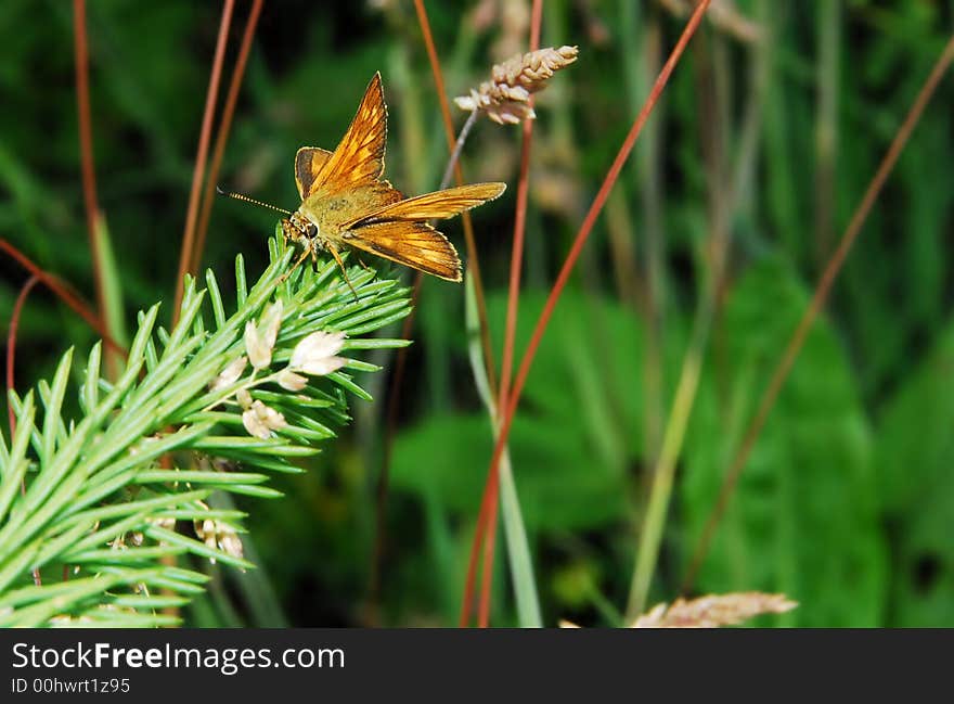 Small butterfly