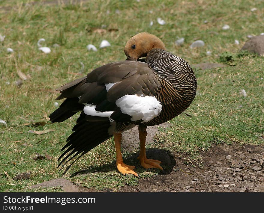 An upland goose (Chloephaga picta) photographed in the Argentine Patagonia.