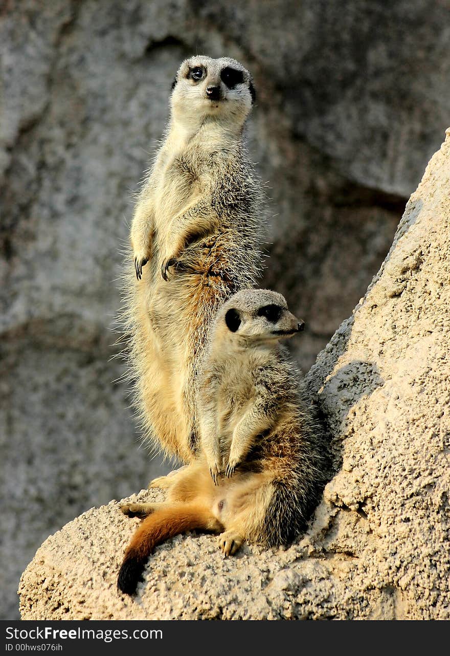 A couple of Suricates (Suricata suricatta). They are also known as meerkats. A couple of Suricates (Suricata suricatta). They are also known as meerkats.