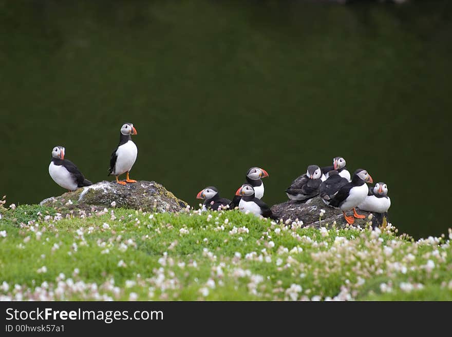 Colony Of Cute Puffins