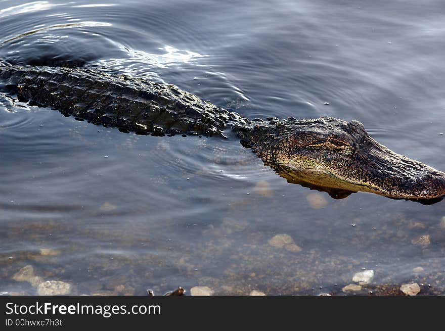 An American alligator floats along the waters edge.