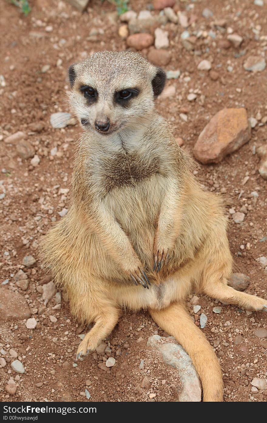 Suricata suricatta