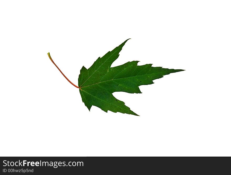 Isolated macro green tree leaf. Isolated macro green tree leaf