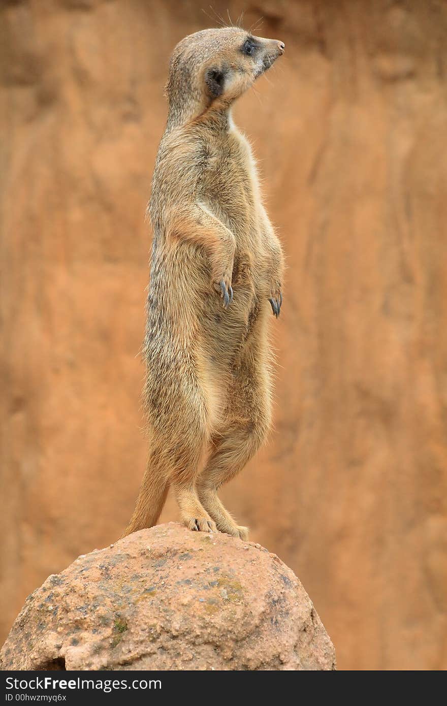 Suricata suricatta