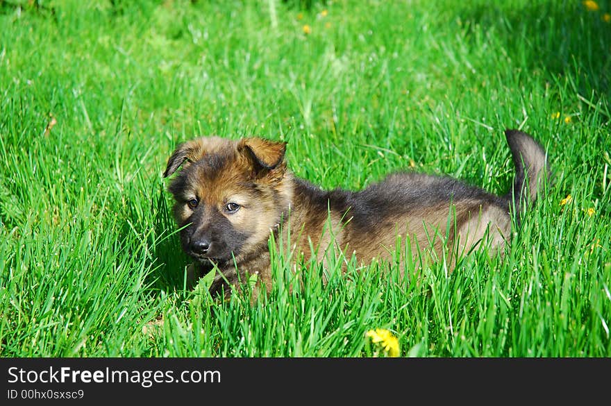 Little dog. Puppy in green grass.