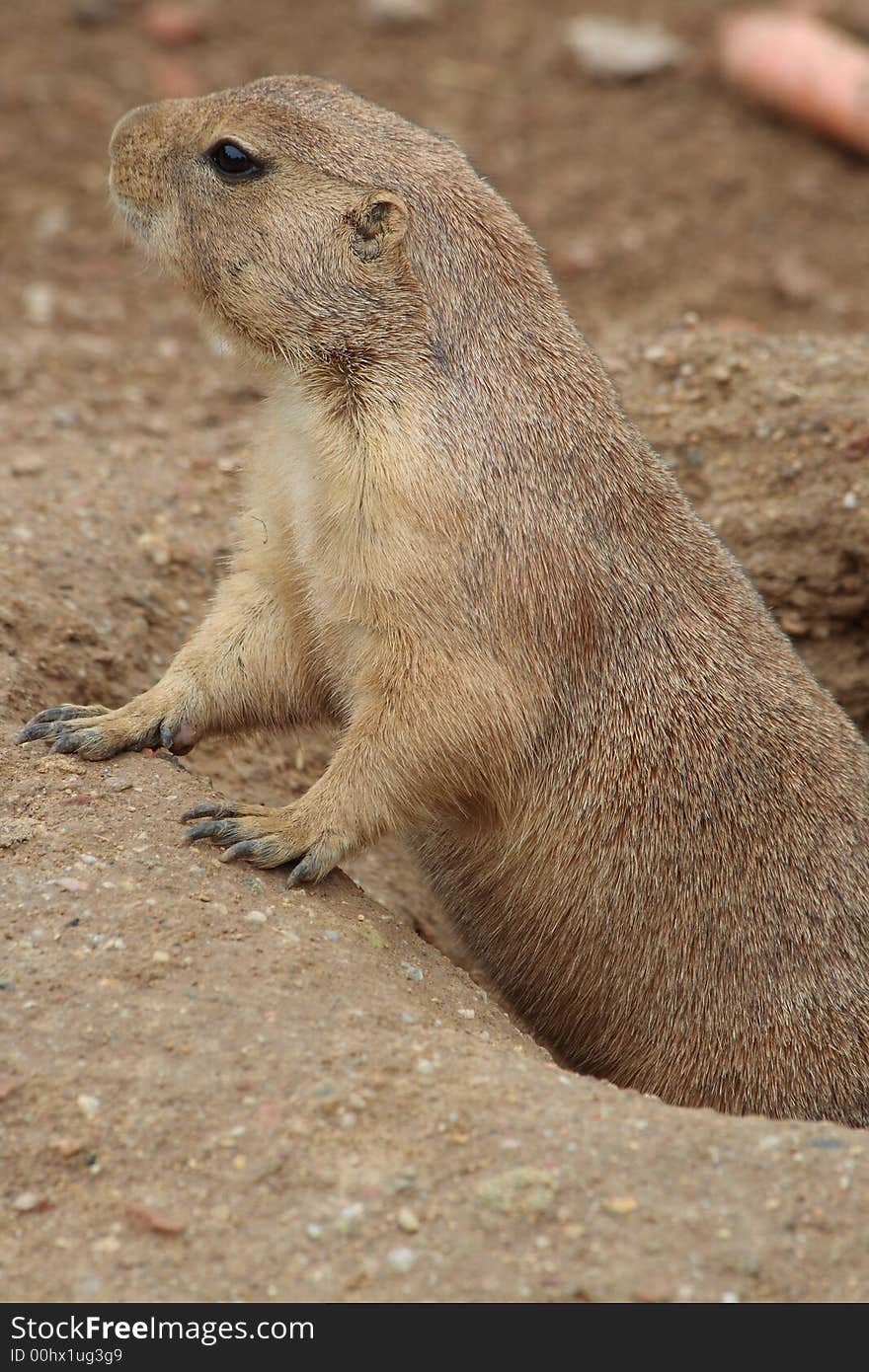 Prairie Dog - Cynomys Ludovici