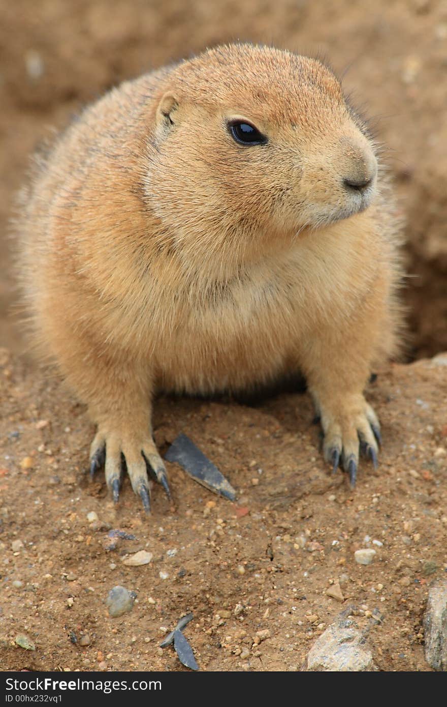 Prairie dog - Cynomys ludovici