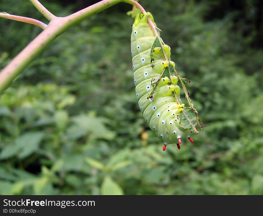 Promethea Moth Caterpillar