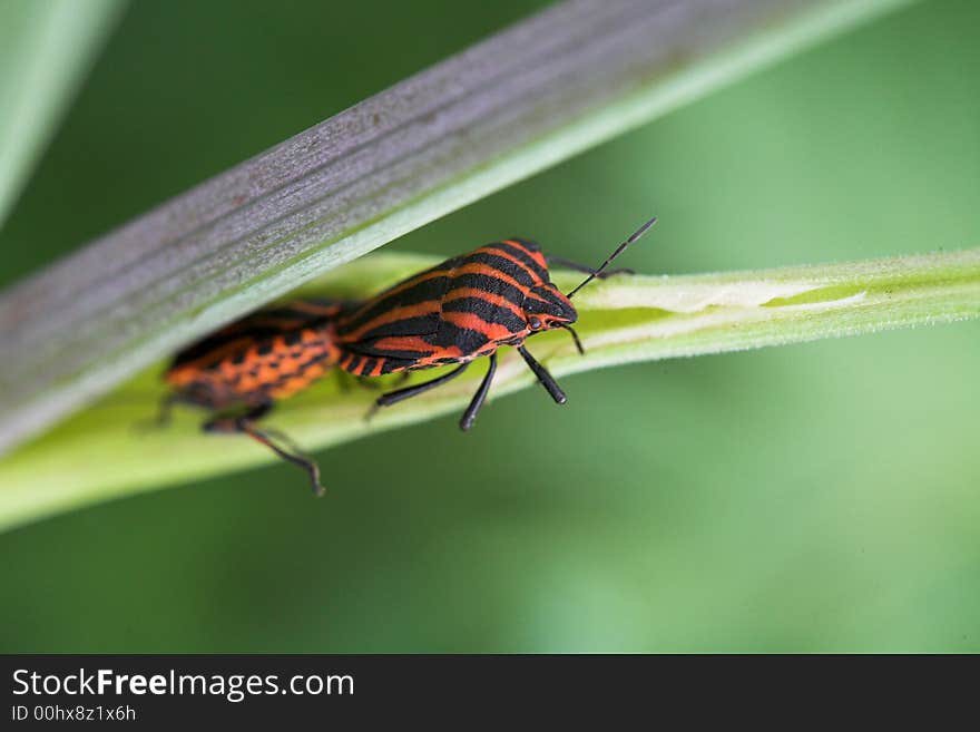 Red bugs.