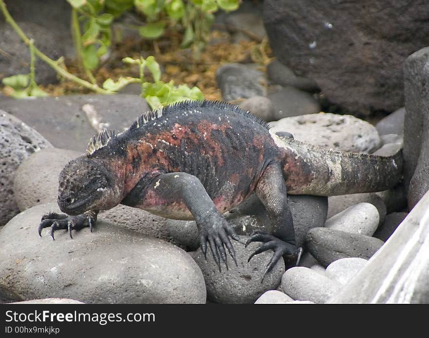 Iguana Walking