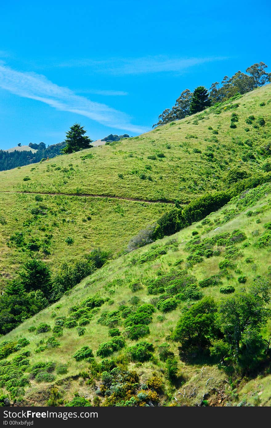 Scenery, Meadow, Blue sky, trees